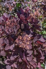 Gallon royal purple for sale  Las Vegas