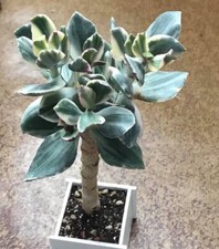 Variegated jade lemon for sale  Long Beach