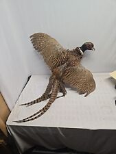 Ring necked pheasant for sale  Jonesburg