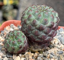 Sulcorebutia rauschii cherry d'occasion  Expédié en Belgium
