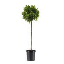 Laurus nobilis standard for sale  BAGSHOT