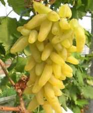 50 sementes de uva em forma de dedo Vitis Vinifera herança de sementes de frutas orgânicas comprar usado  Enviando para Brazil