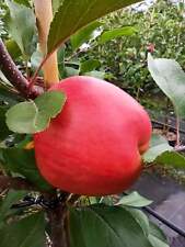 Apfel rebella gebraucht kaufen  Menslage
