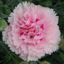 Dianthus scent first for sale  UK