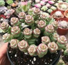 Live rare crassula for sale  Fallbrook