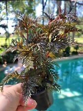 Begonia bipinnatifida for sale  Windermere