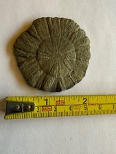 Fossil pyrite sun for sale  HENLEY-ON-THAMES