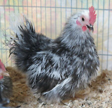Rare silkied serama for sale  Rocky Mount