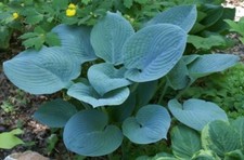 Hosta fragrant blue for sale  UK