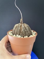 Superbe caudex dioscorea d'occasion  Aire-sur-l'Adour