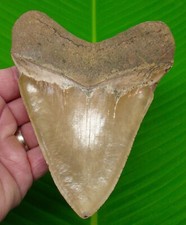 5.62 megalodon shark for sale  Bradenton