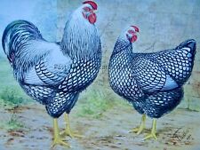 C1904 antique poultry for sale  UK