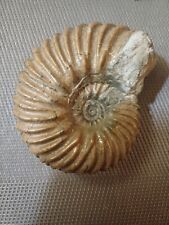 Ammonite hoplites dentatus d'occasion  Orgon