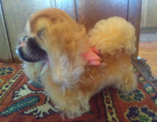 Vintage steiff peky for sale  Cochise