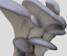 Blue oyster mushroom for sale  Aberdeen