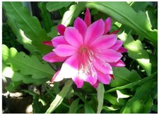 Gallon pink orchid for sale  Irvine