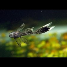 Calico bushynose bristlenose for sale  Pittsburg