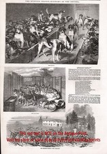 Dog foxhound hunting for sale  Lake Villa