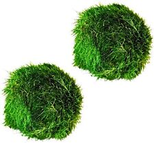 Large marimo moss for sale  SALTBURN-BY-THE-SEA