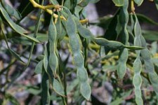 Acacia saligna mimosa for sale  Las Vegas