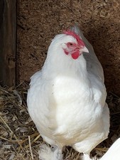 Rare white marans for sale  Nottingham