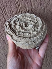 Fossili grande rosa usato Fossili grande rosa usato  Pontedera