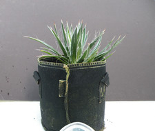 Agave filifera ssp for sale  Saint Cloud