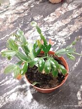 Schlumbergera truncata thanksg for sale  Ozawkie