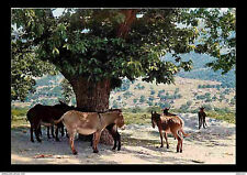 Animaux anes corse d'occasion  Fruges