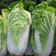 Chinese cabbage wong for sale  SALISBURY