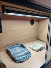 Vivarium terrarium reptile for sale  MELKSHAM