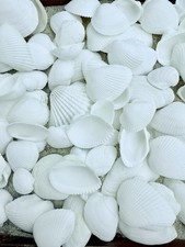 Weiße muschelschalen white gebraucht kaufen  Triefenstein