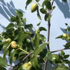 T602a tigertooth jujube for sale  Bakersfield