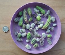 cacti for sale cacti for sale BRIXHAM