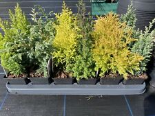 Mixed selection dwarf for sale  CHORLEY