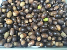 English oak acorn for sale  KNUTSFORD