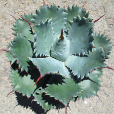 Agave potatorum spawn for sale  Tucson