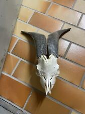 Ziegenbock schädel geweih gebraucht kaufen  Strullendorf