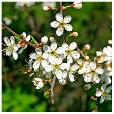 Blackthorn hedging plants for sale  NEWTOWNARDS