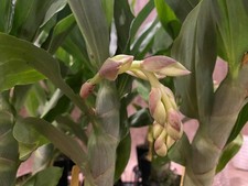 Spike cycnoches cygnus for sale  Sugar Land