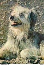 Animaux chiens labrit d'occasion  Fruges