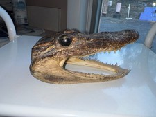 Baby africa alligator for sale  Beachwood