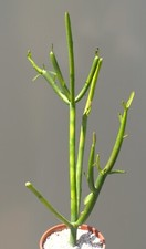 Euphorbia tirucalli succulent for sale  WALTON ON THE NAZE