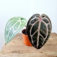 Anthurium michelle docblock for sale  WAKEFIELD