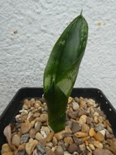Sansevieria sp. shown for sale  PLYMOUTH