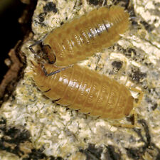 Trachelipus rathkii orange d'occasion  Noyant