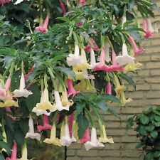 Brugmansia 1 angels for sale  IPSWICH