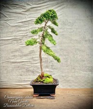 Chamaecyparis btusa nana gebraucht kaufen  Lübben (Spreewald)