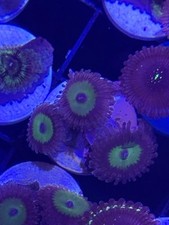 zoanthid for sale zoanthid for sale CREWE