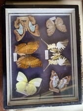 framed butterflies for sale framed butterflies for sale OSWESTRY